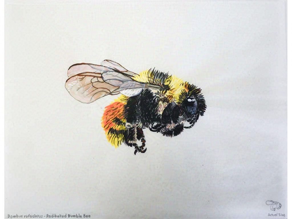 bee specimen